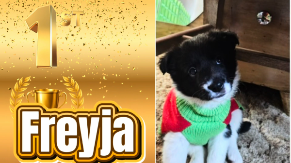 Best Pet Contest Winner!